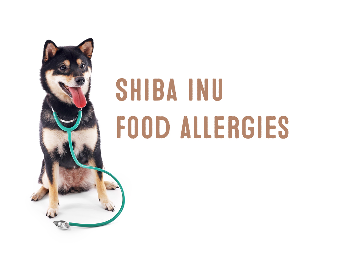 Shiba Inu Food Allergies - My First 