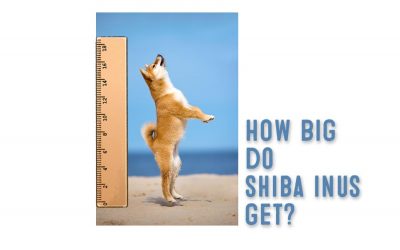 Shiba Inu Sizes – How Big Does A Shiba Inu Get?