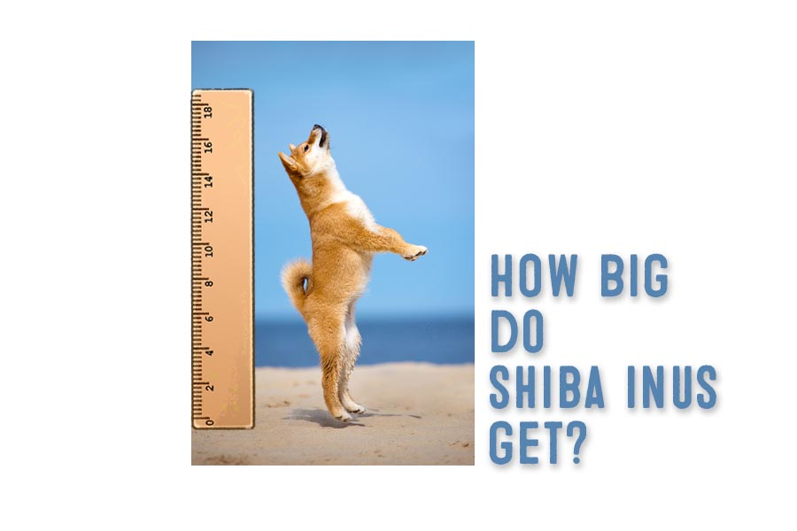 Shiba inu discount dog size