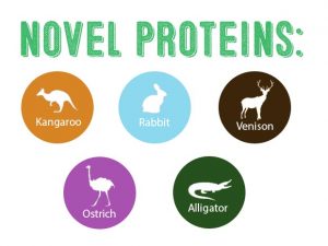 shiba inu allergies novel protein infographic