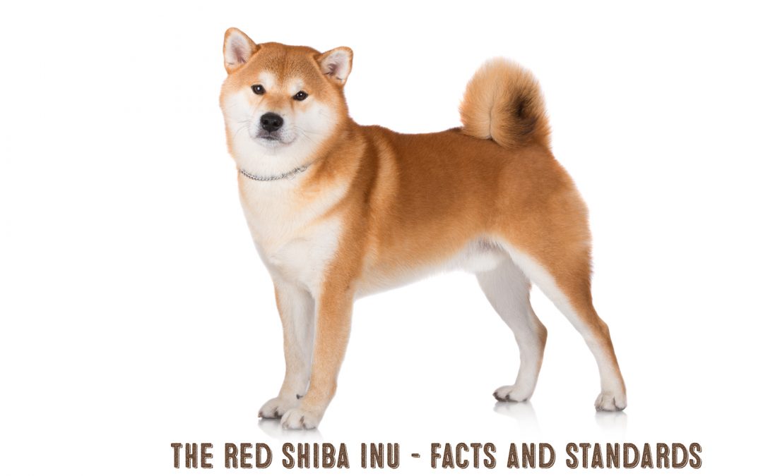 The Red Shiba Inu My First Shiba Inu