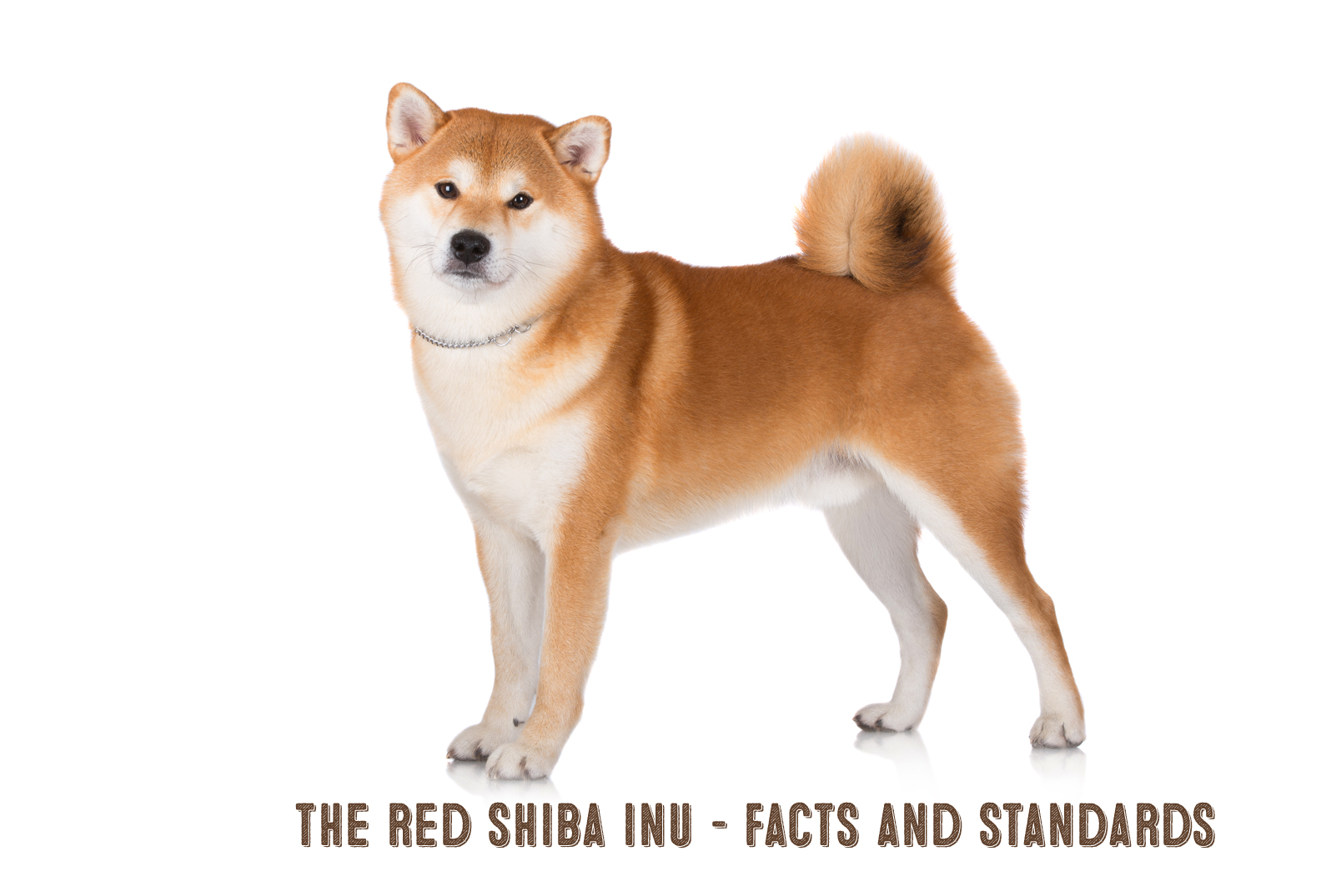 The Red Shiba Inu My First Shiba Inu