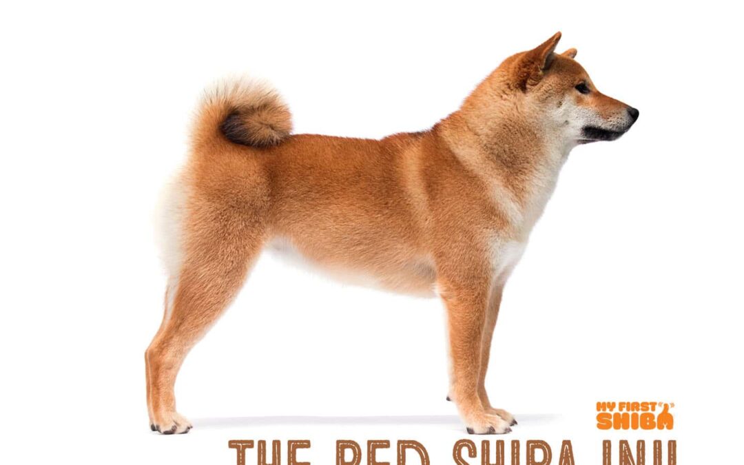 red shiba inu facts and standards