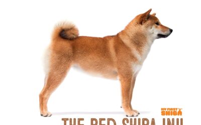 The Red Shiba Inu