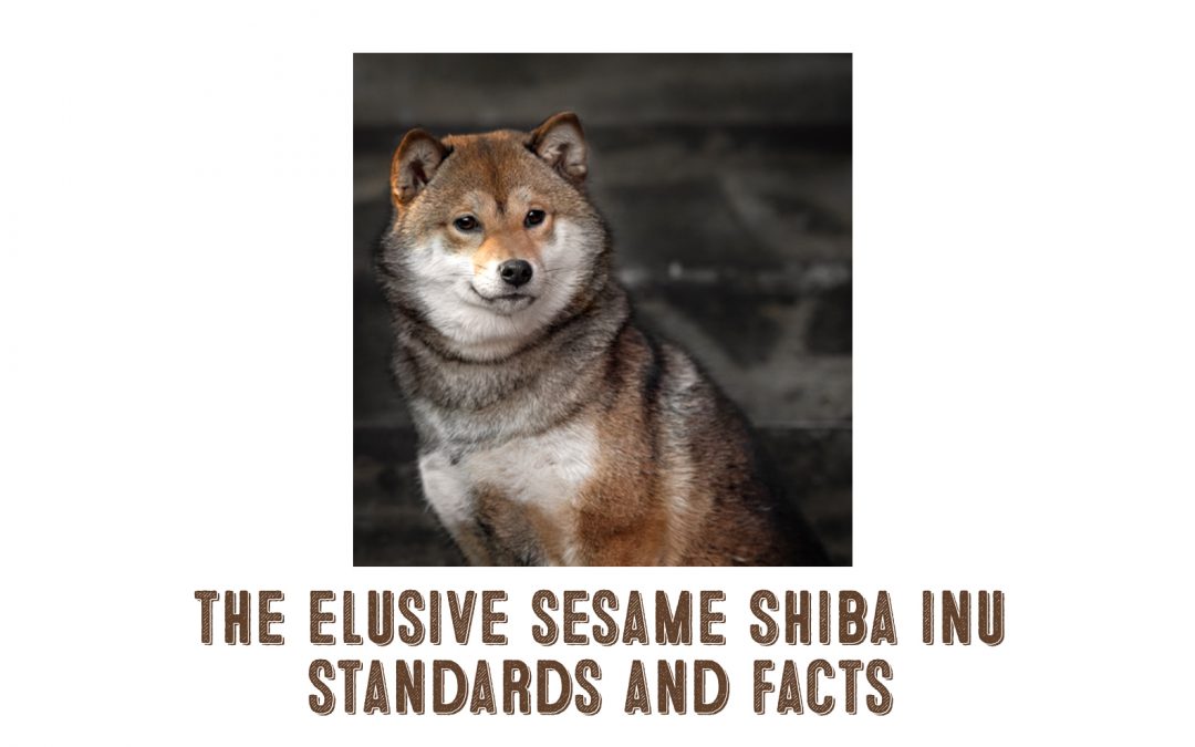 sesame shiba inu facts