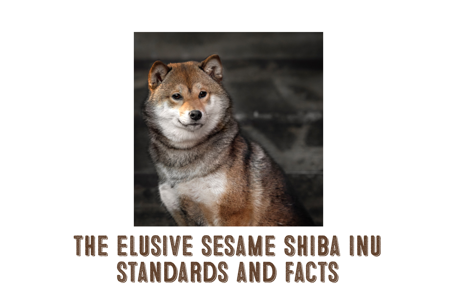 sesame shiba inu breeders