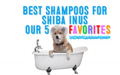 The Best Shampoos For Shiba Inus – Our Five Favorites