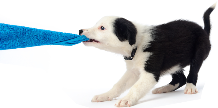 photo of a dog pulling a towel