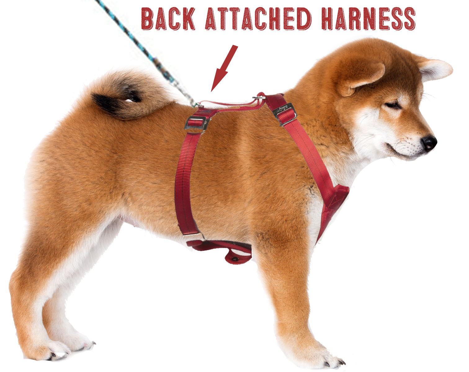 different kinds of dog harnesses