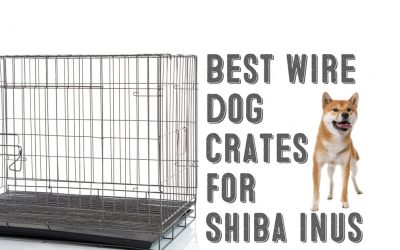 Best Wire Dog Crates For Shiba Inus