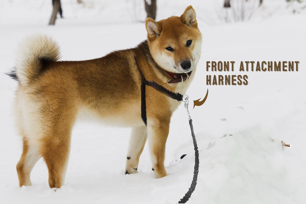 Shiba inu shop on leash