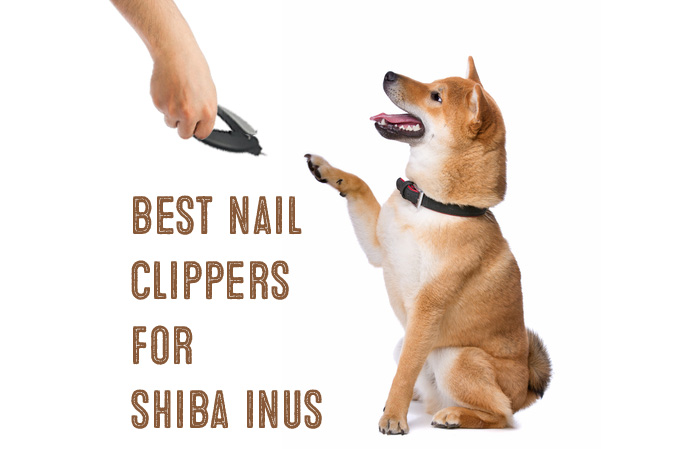 best nail clippers for shiba inus
