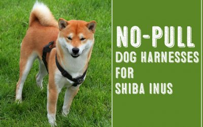 Two Of The Best No Pull Dog Harnesses For Shiba Inus