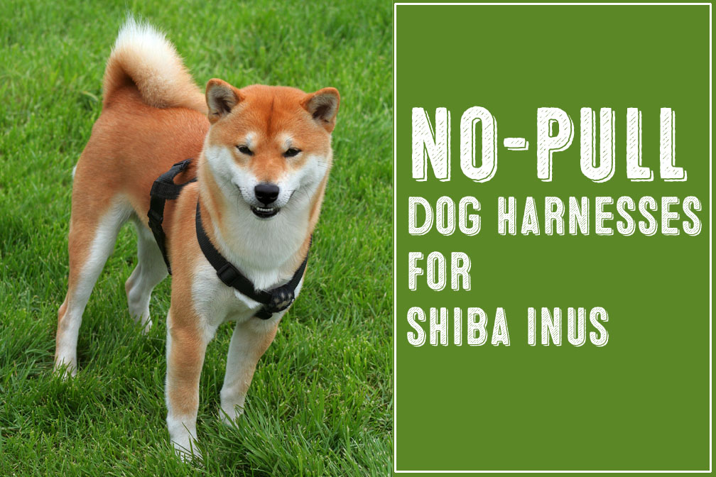Two Of The Best No Pull Dog Harnesses For Shiba Inus