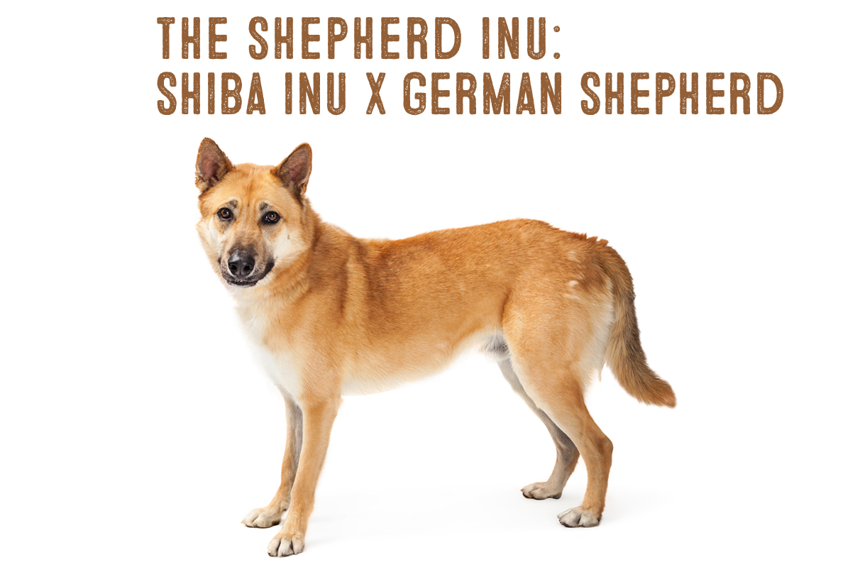 shiba inu german shepherd mix price