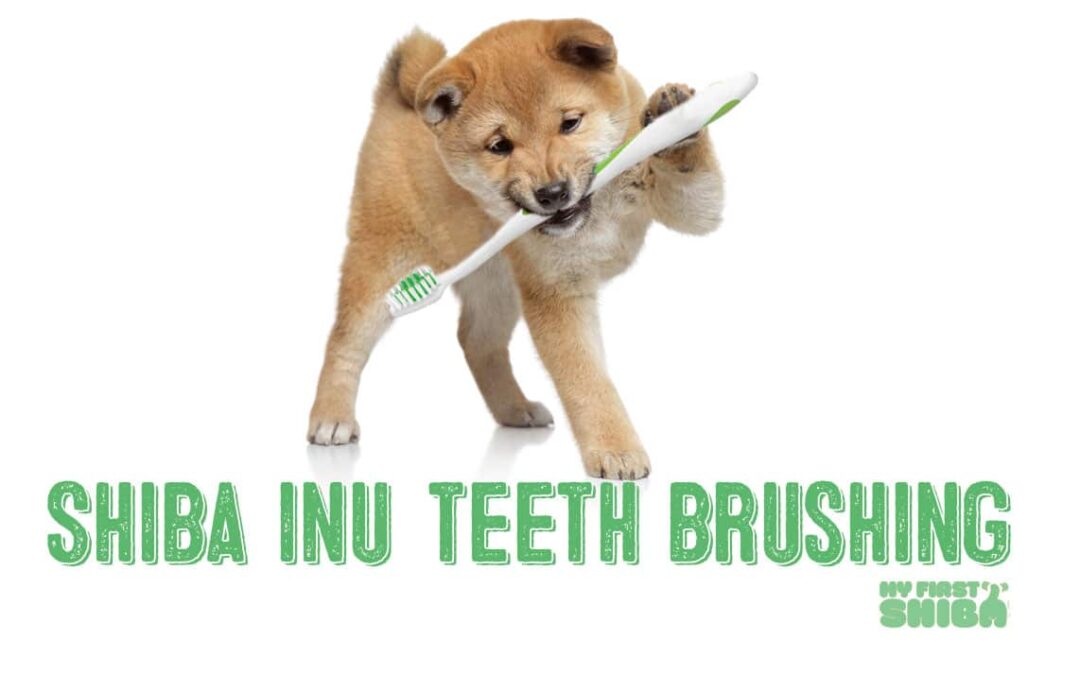 Shiba Inu Teeth Brushing