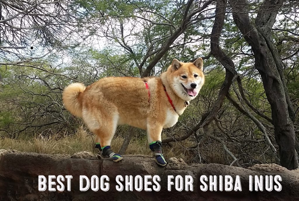 image of shiba inu wearing dog shoes