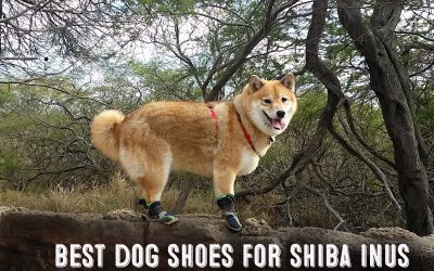 Best Dog Shoes For Shiba Inus