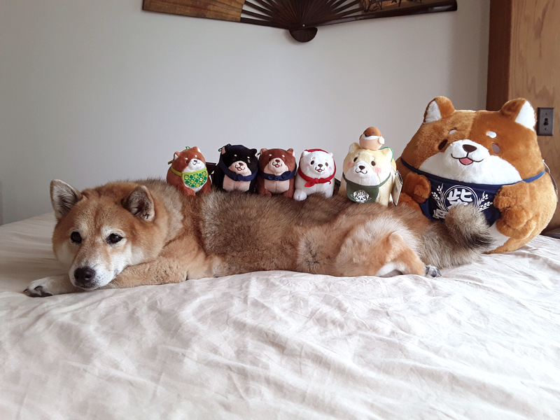 New Kawaii Shiba Inu Plush Doll Puppy Animal Stuffed Dog Soft Cute Fur Doge Toy 