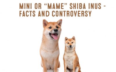 The Mini Or Mame Shiba Inu – Facts And Information