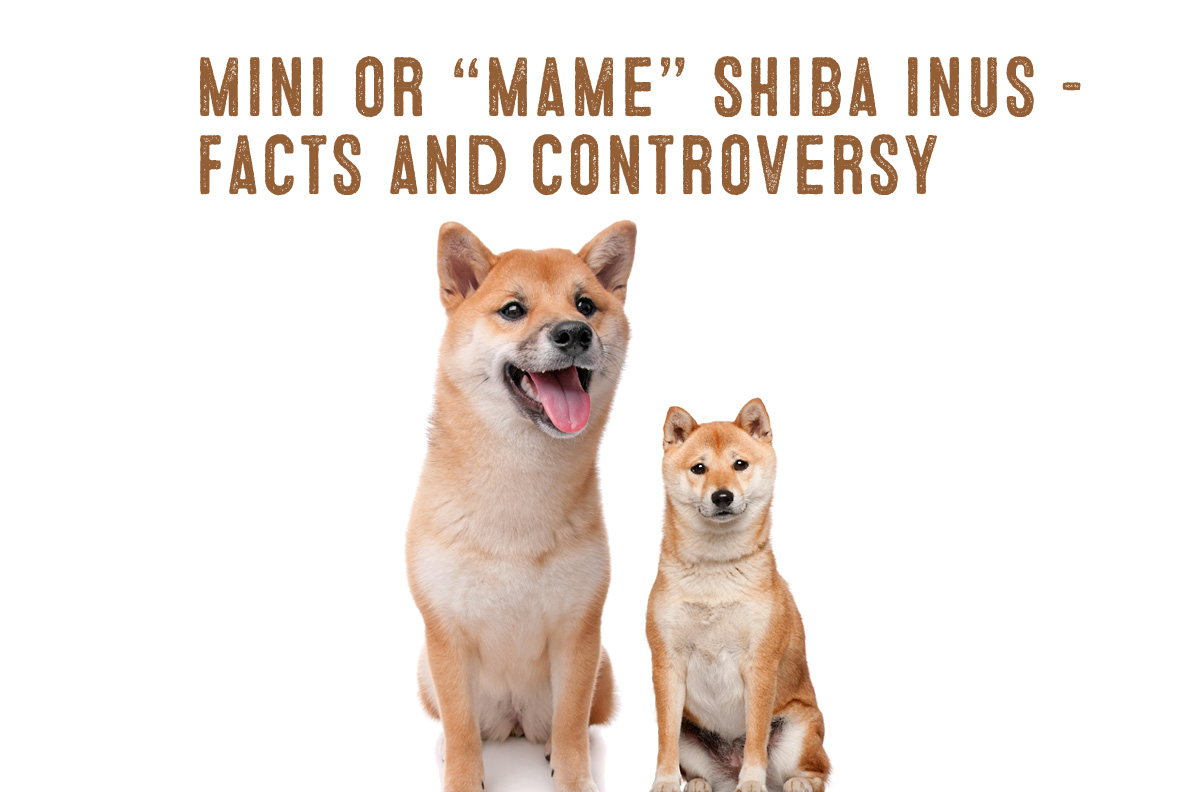 The Mini Or Mame Shiba Inu Facts And Information My