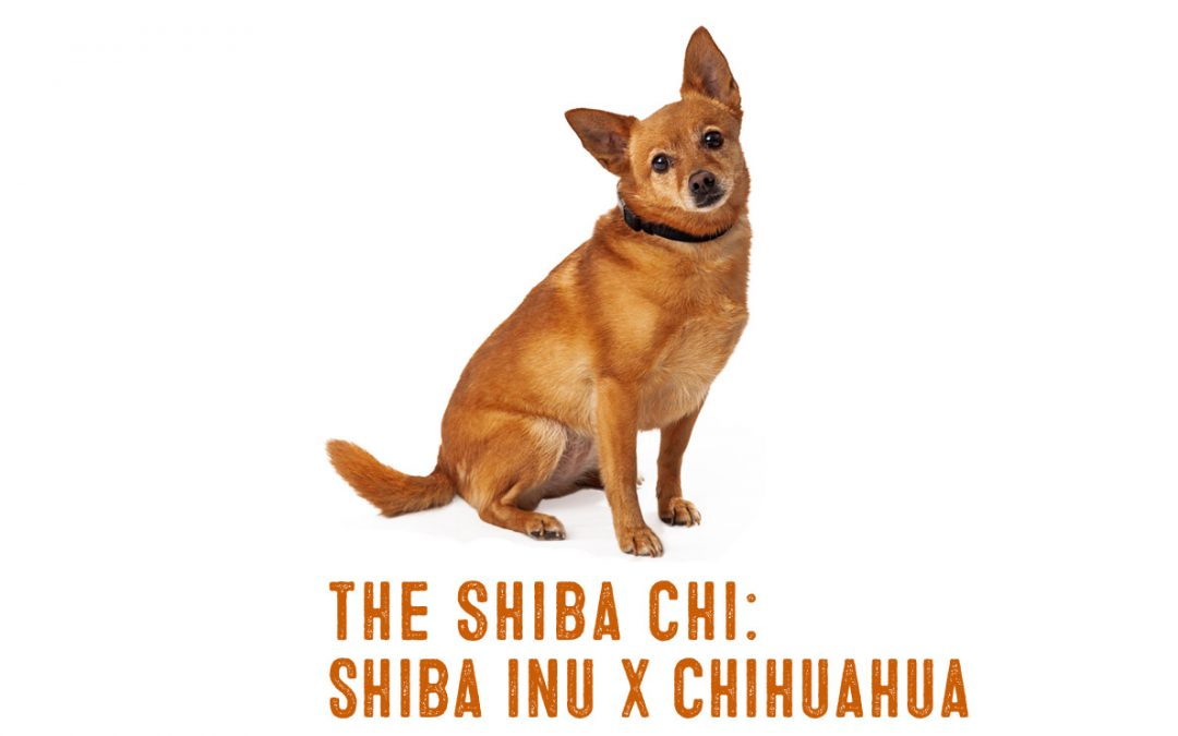 Shiba Inu Chihuahua Mix