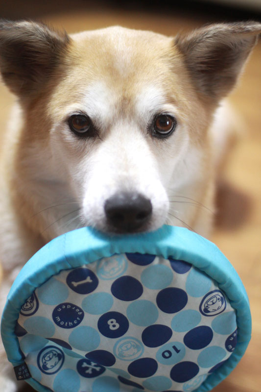 shiba lab mix