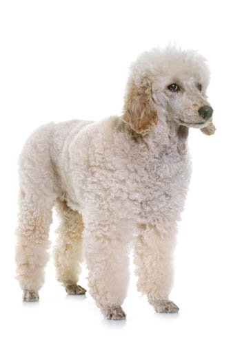 purebred standard poodle