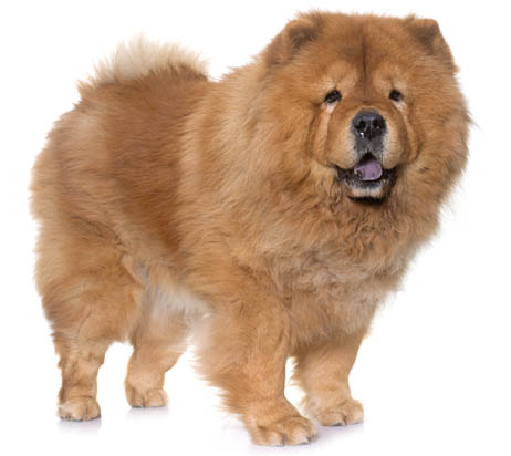 purebred chow chow