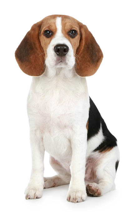 Purbred beagle dog