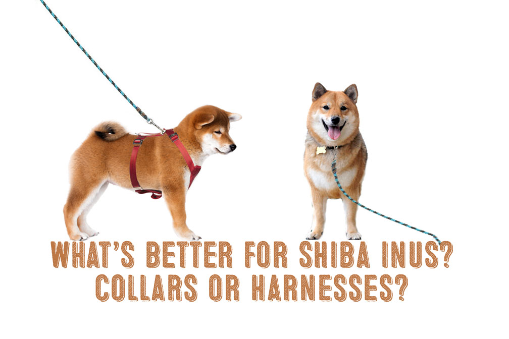 shiba inu harness or collar graphic