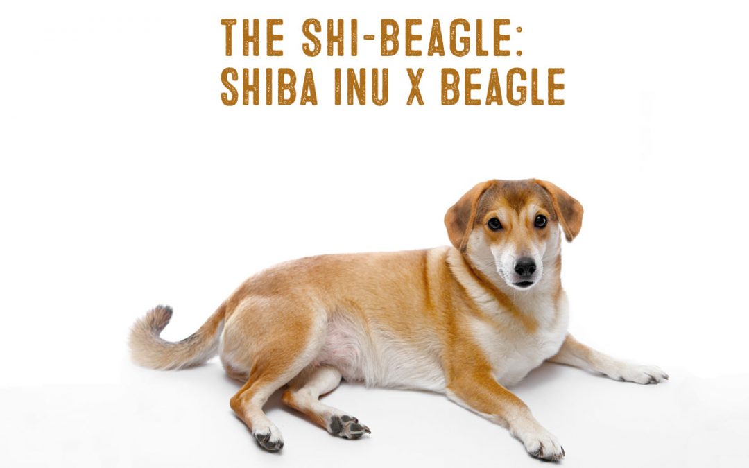 Shiba Inu Beagle Mix Facts And Information My First Shiba Inu