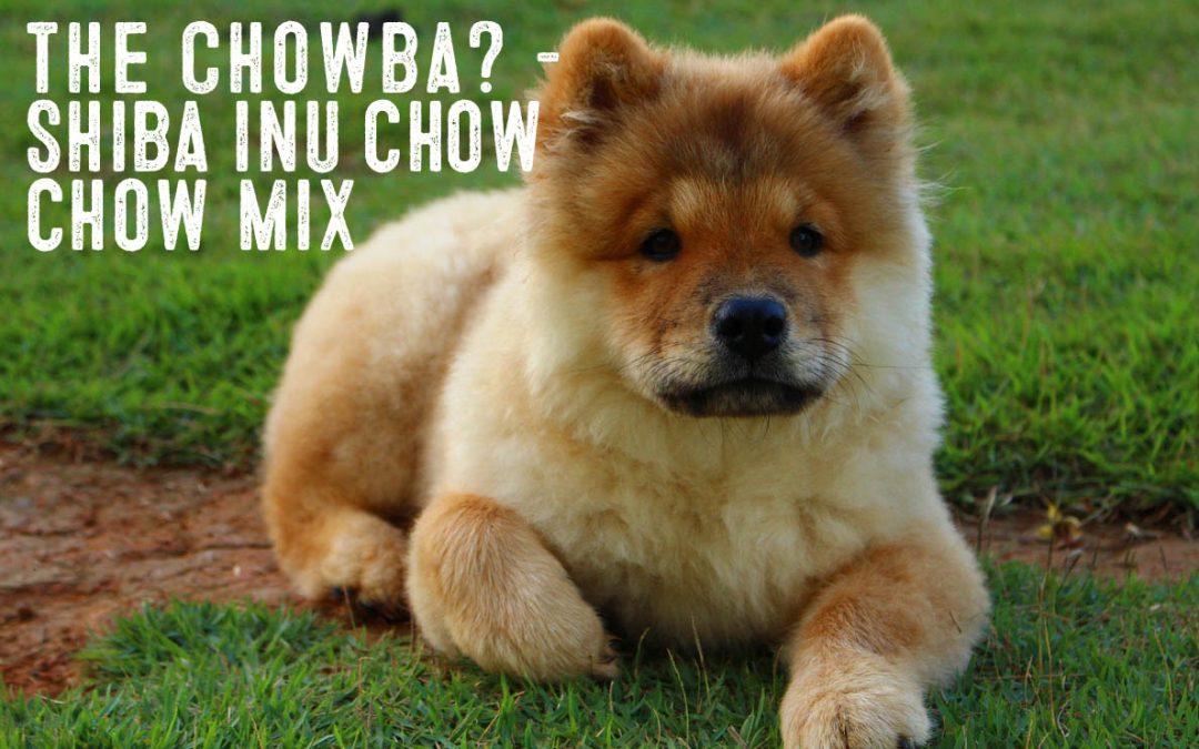 The Chowba - Shiba Inu Chow Chow Mix Puppy