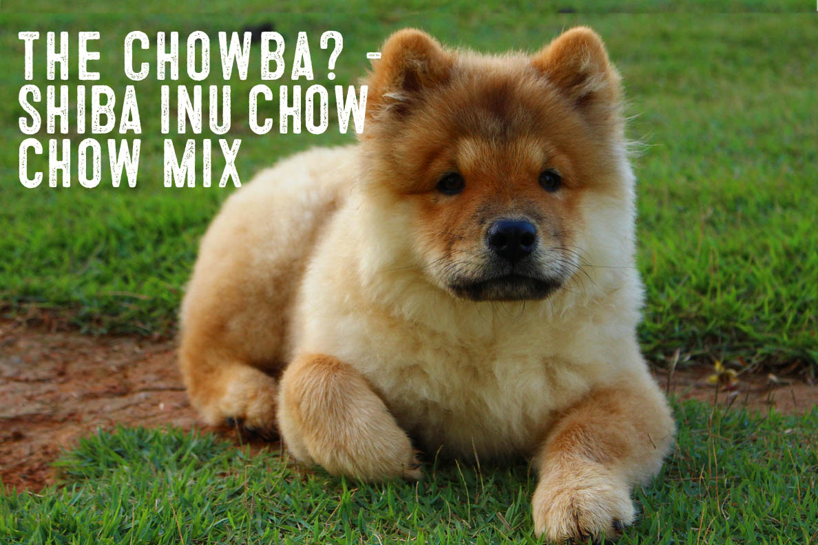 chow chow mix dog