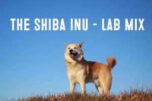 shiba lab mix