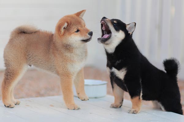 shiba inu puppy yelling at another shiba inu puppy