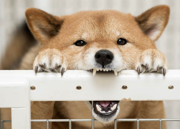 keep shiba inu secured and safe