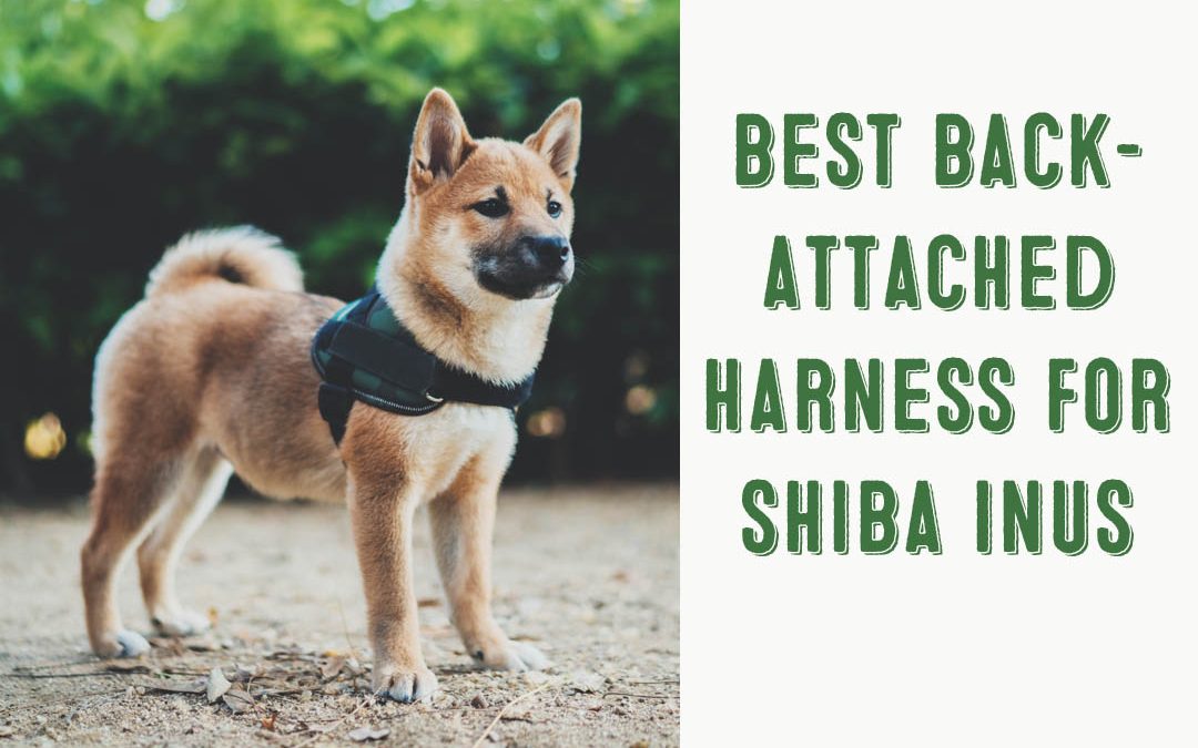 Best Back Attached Harnesses For Shiba Inus