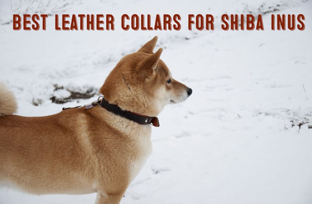 best leather collars for shiba inus graphic