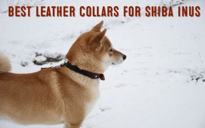 Best Leather Collars For Shiba Inus