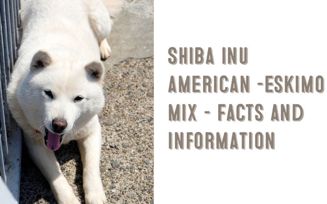 Shiba Inu American Eskimo Dog Mix Information and Facts