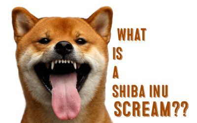 What Is A Shibu Inu Scream?