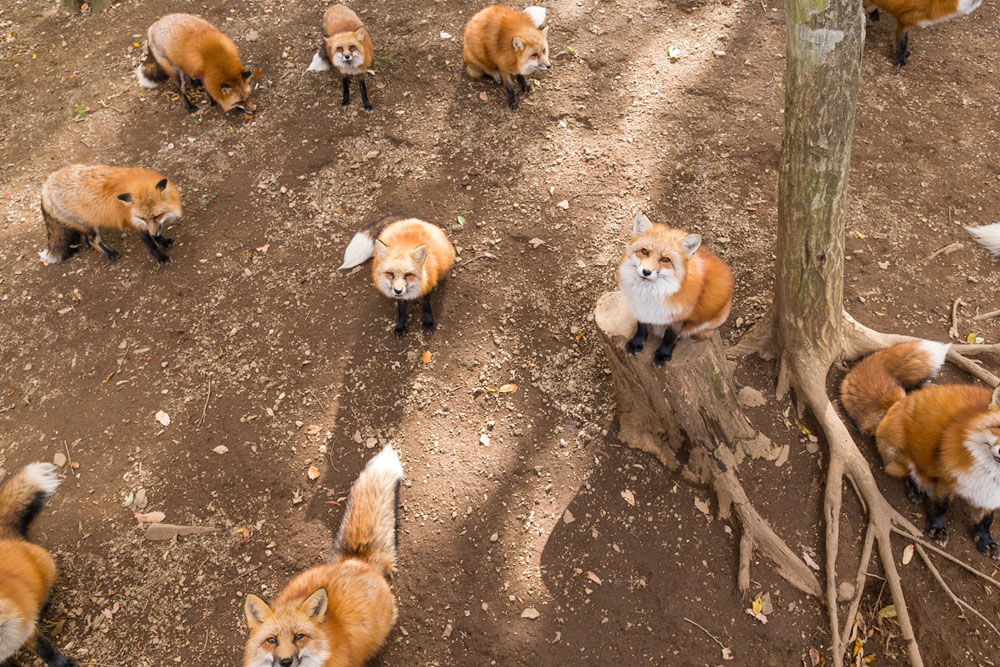 red fox at Zao park in Miyagi Japan