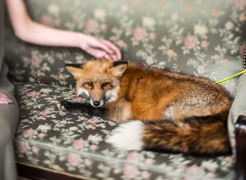 red fox lying on a couch