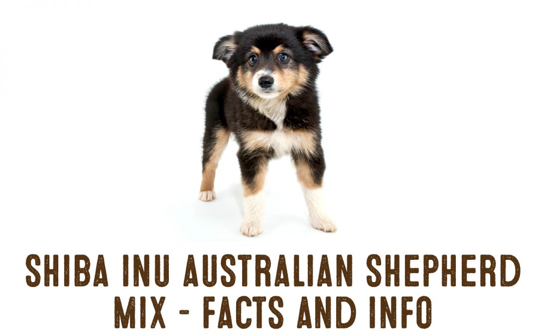 shiba inu australian shepherd mix
