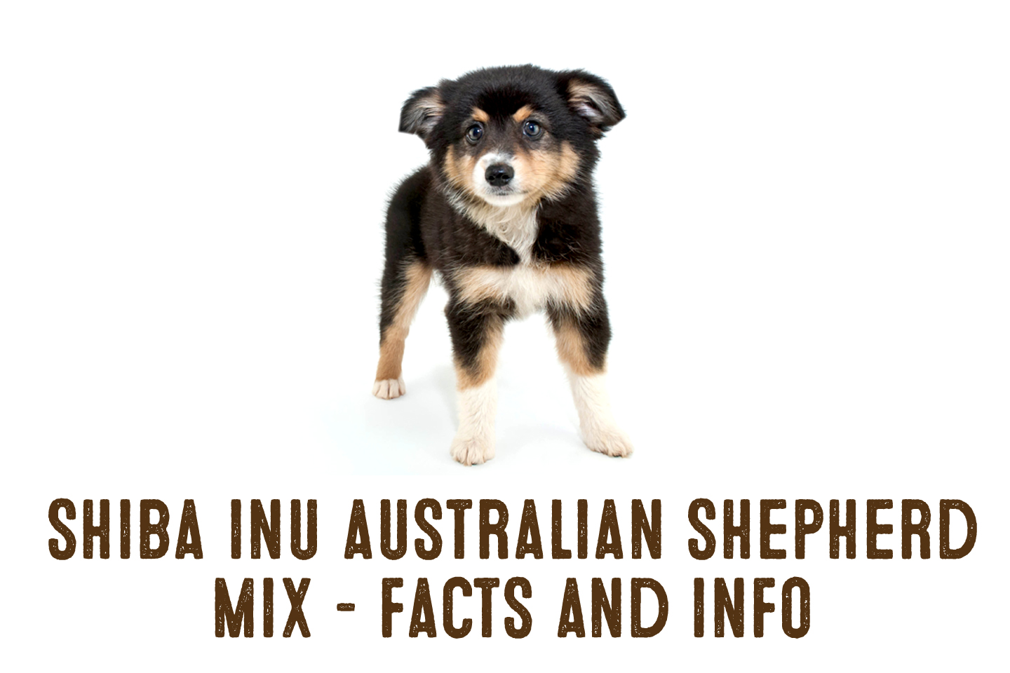 Shiba inu and shepherd hot sale mix