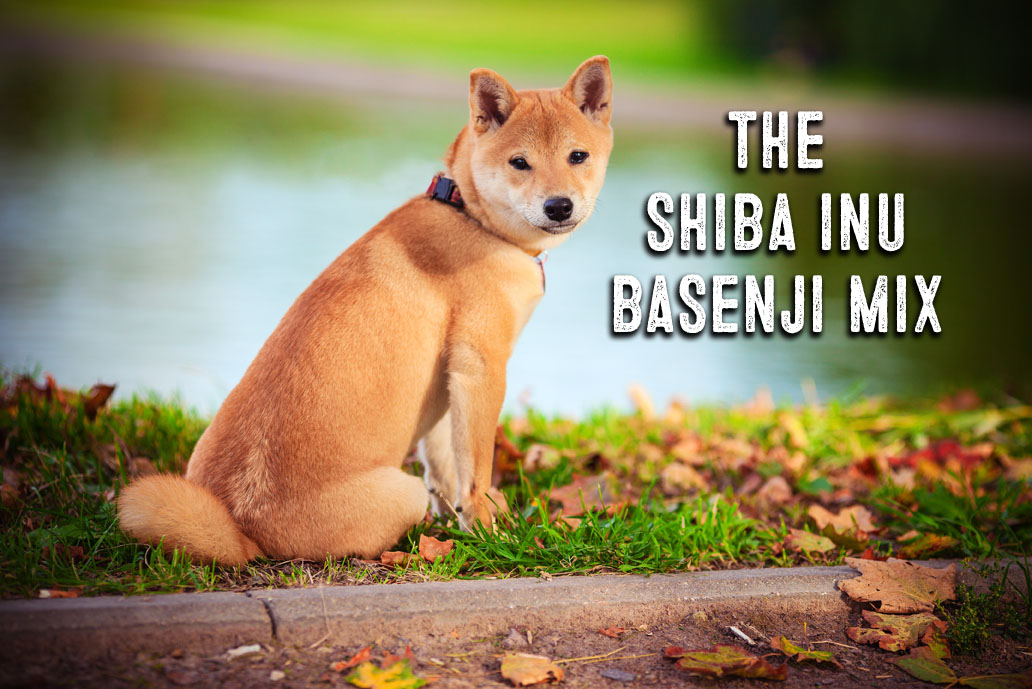 Shiba Inu Basenji Mix Facts and Information My First