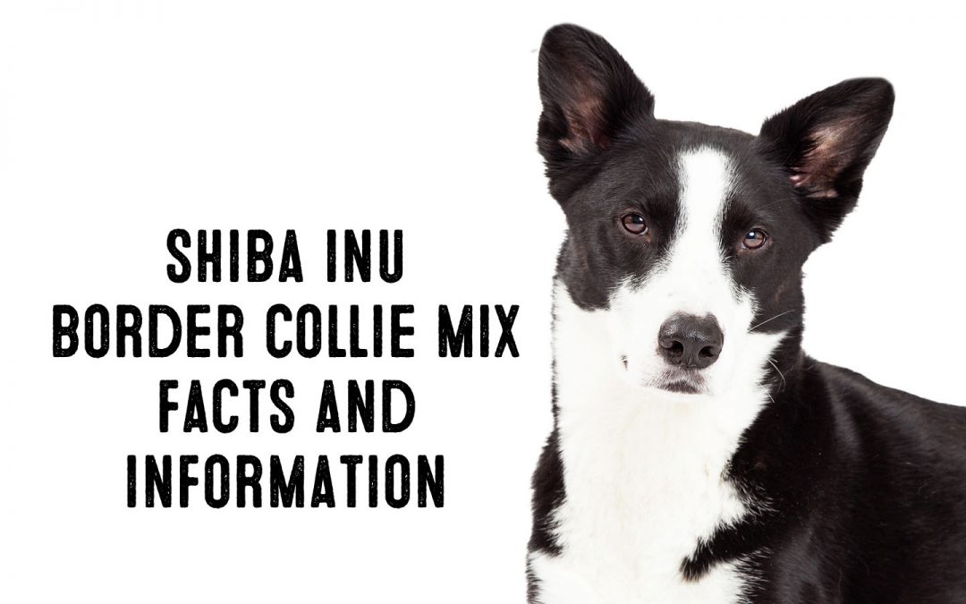 Shiba Inu Border Collie Mix 