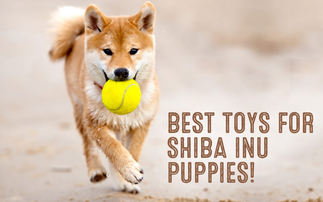 best toys for shiba inu puppies graphic