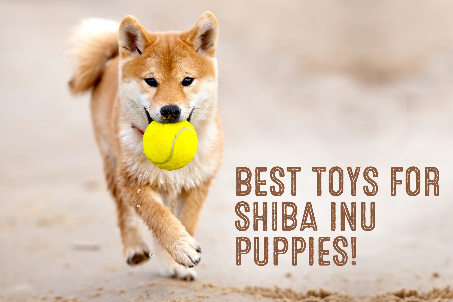 best treats for shiba inu